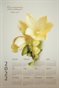 2022 Calendar - Psalms 34:10 - Freesia