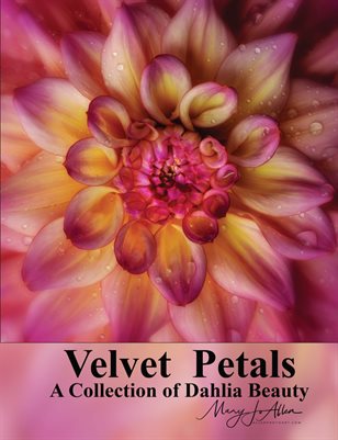 Velvet Petals