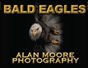 Bald Eagles Collection