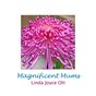 Magnificent Mums