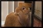 Reading Rabbit 2