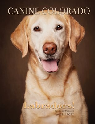Canine Colorado: Labradors!