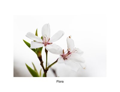 Flora