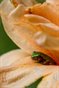 Enlargement - Baby Treefrog #1