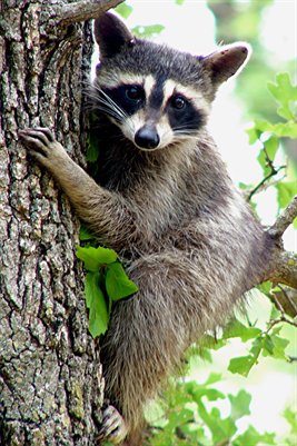 Raccoon In Tree