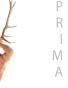 PRIMA 