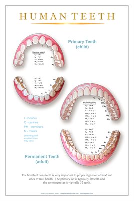 "HUMAN TEETH" - (white) Dental Wall Chart DWC306
