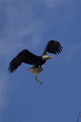 Enlargement Eagle and fish