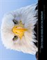 2013 Alaskan Bald Eagles Wall Calendar