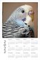 2022 Poster Calendar L Parakeet