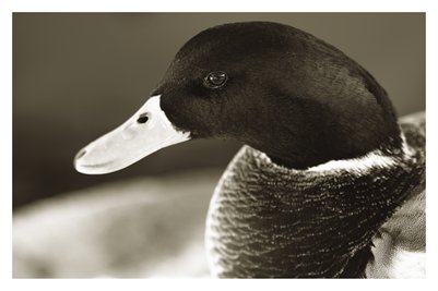 Mallard Duck Print