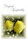 Deepest Sympathy: Yellow Rose