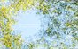 Blinded By Science - Central Park Collection