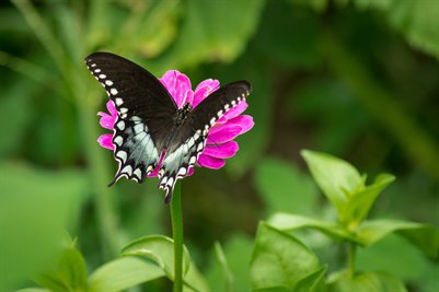 Spicebush and Zinnia