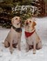 Shutter Up Magazine Issue 584 Winter Time