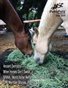 June 2019 Pony Pals Magazine, Vol.9#1