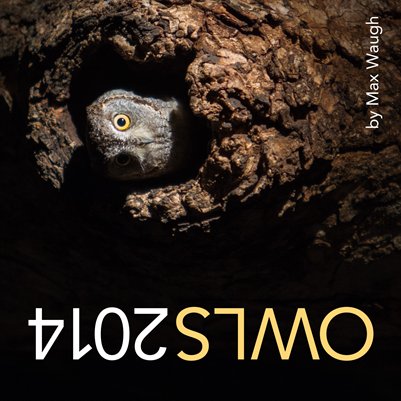 2014 Owls Calendar (Larger photos 12" x 12")