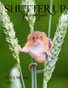 Shutter Up Magazine, Issue 110