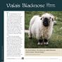Guide to Fiber Intensive: Valais Blacknose