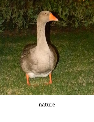 Naturally Outdoors