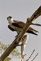 Osprey with Dinner 2