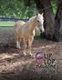 June 2026 Clip Clop Magazine - Vol.16#1