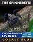 The Spinnerette Issue 15: Cyriopagopus Lividus