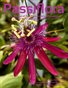 Passiflora NS Vol.4 Nr 1, Summer 2026