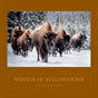 Winter In Yellowstone