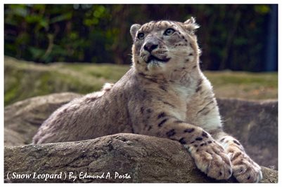 Snow Leopard