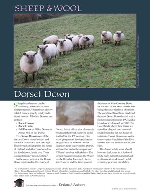 Sheep & Wool Mini Poster: Dorset Down