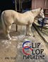 April 2026 Clip Clop Magazine - Vol.15#11