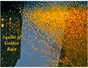 Squibs of Golden Rain