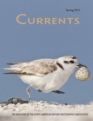 Publication preview