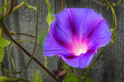 Morning Glory