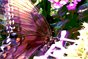 Purple Wings: Posterized Butterfly