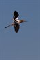 Avocet1
