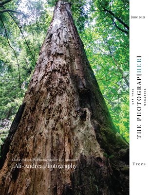 Trees | June 2021