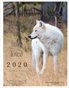 Yellowstone Wolves We Have Loved 2020