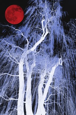Nighttime Willow Print