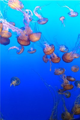 Jellyfish!
