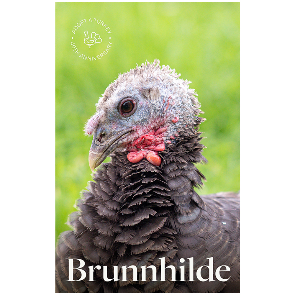 Adopt Brunnhilde "The Busy Bee" 
