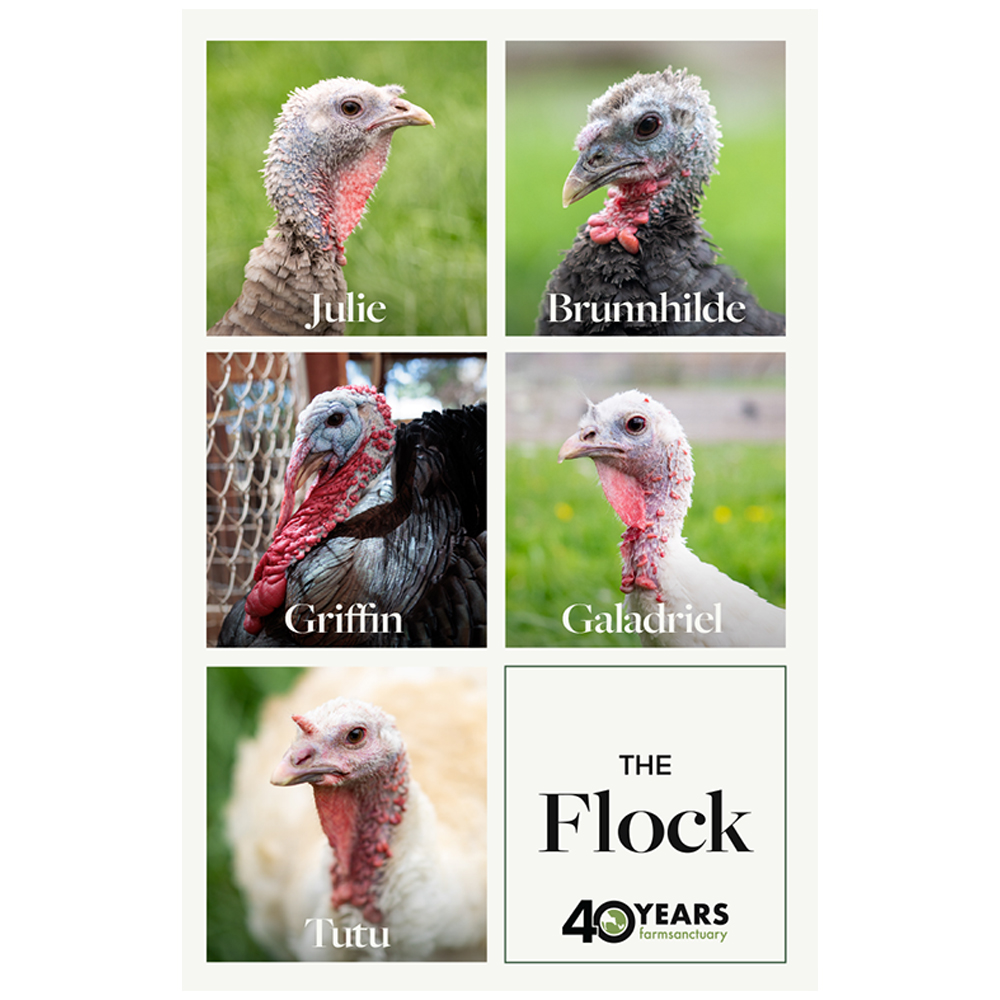 Adopt the Flock adopt-a-turkey for thanksgiving, adopt a turkey for thanksgiving, save a turkey for thanksgiving, farm sanctuary adopt a turkey program, farm sanctuary adopt-a-turkey for thanksgiving