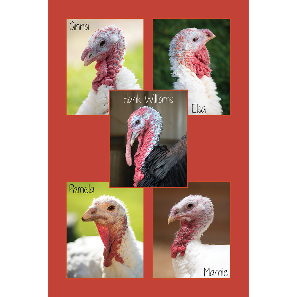Adopt a Turkey Flock! Flock Farm Sanctuary