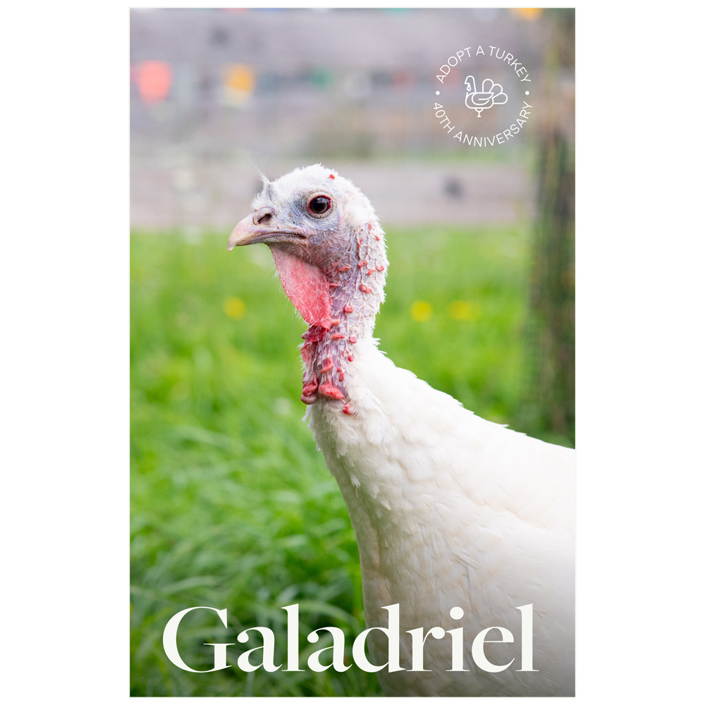 Adopt Galadriel "The Dreamer" 