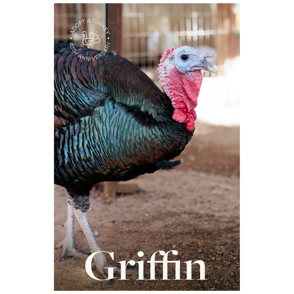 Adopt Griffin "The Lovebird" 