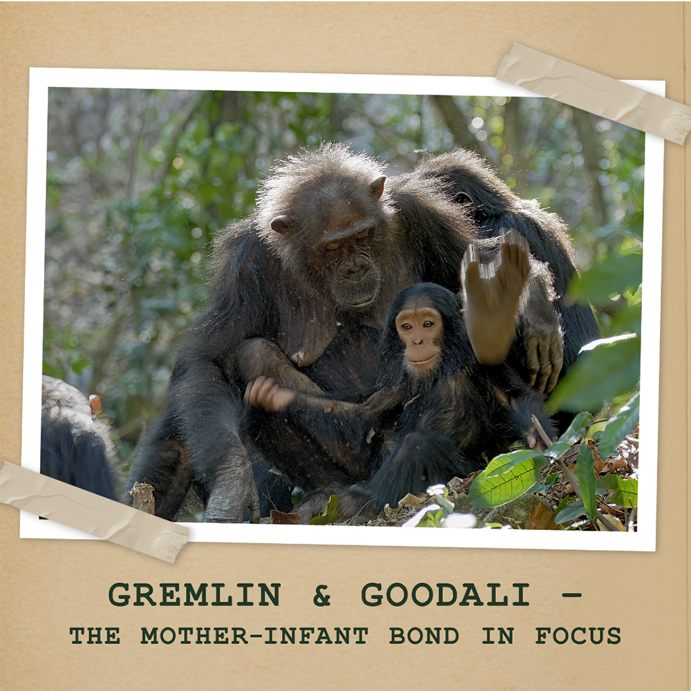 Become a Gombe Science Hero for Gremlin & Goodali - The Mother