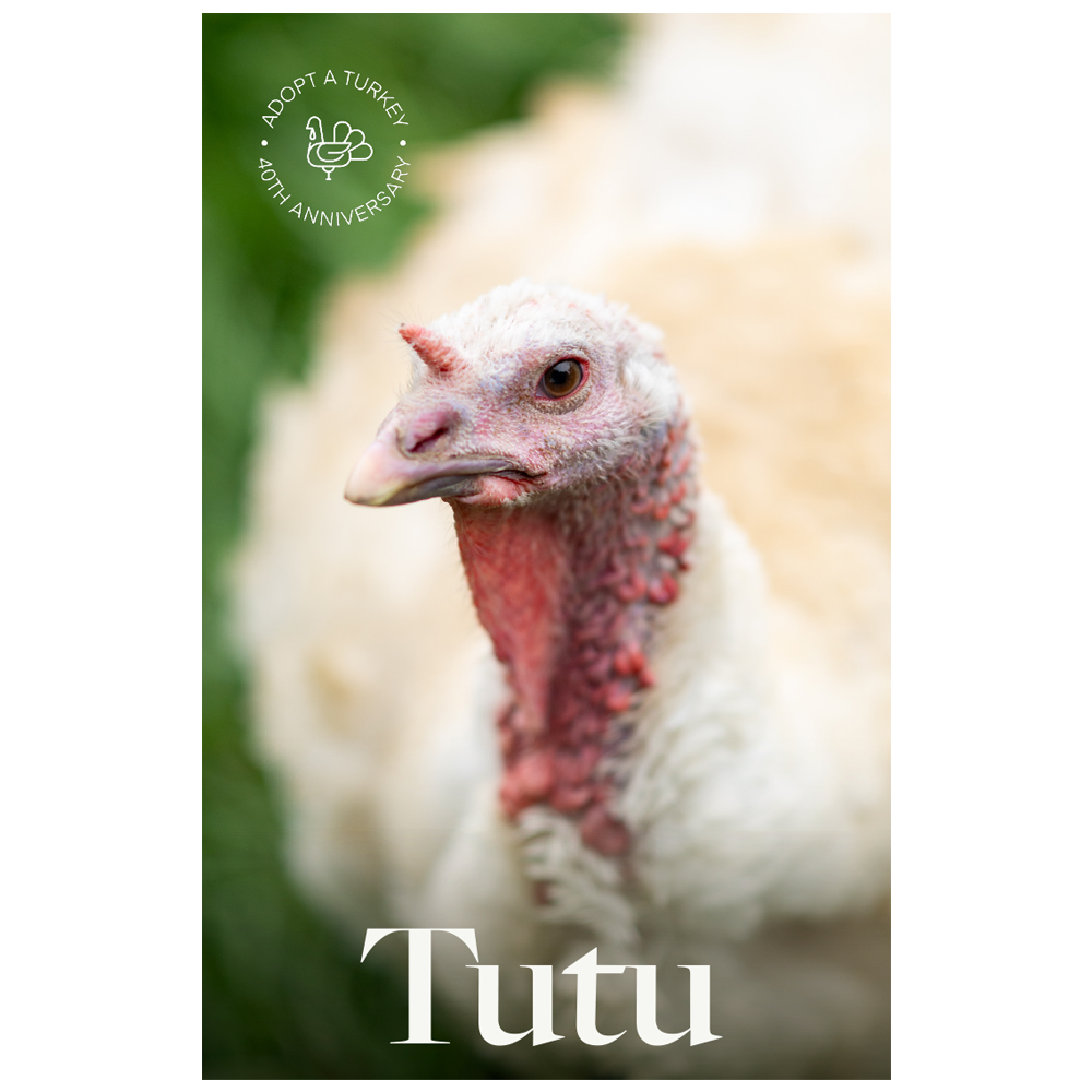 Adopt Tutu "The Bestie" 