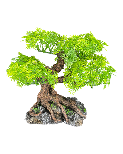 Picture of Komodo Bonsai Tree - 10 in.