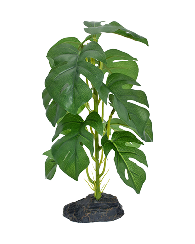 Picture of Komodo Standing Varigated Monstera Plant - 10 in.